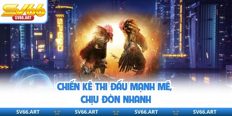 Chiến kê thi đấu mạnh mẽ, chịu đòn nhanh